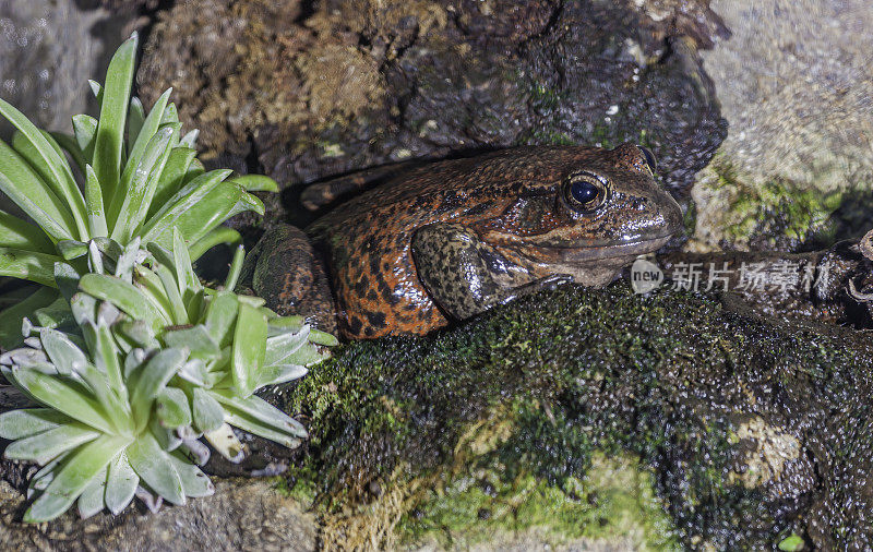 加州红腿蛙，蛙蛙。Rana draytonii，在被长期列入北方红腿蛙(R. aurora)作为一个单一物种被简单称为红腿蛙的亚种之后。